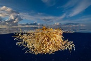 In the Sargasso Sea, life depends on floating sargassum seaweed