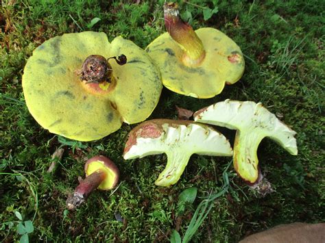 Boletus Bicolor The Ultimate Mushroom Guide