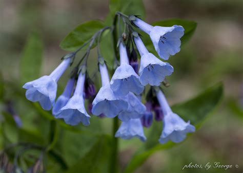 Whats Blooming Now Virginia Bluebell Mertensia Virginica