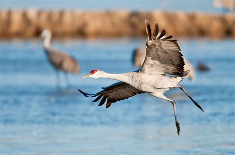 Iain Nicolson Audubon Center At Rowe Sanctuary The Spring Crane