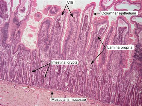 Small Intestine Histology Labeled Histology Slides Study Biology