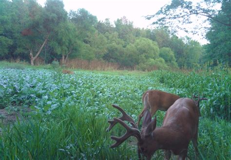 Whitetail Food Plots Get It Right From The Beginning