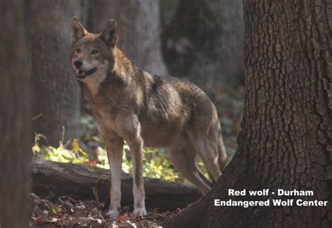 Endangered Wolf Center Reviews And Ratings St Louis Mo Donate