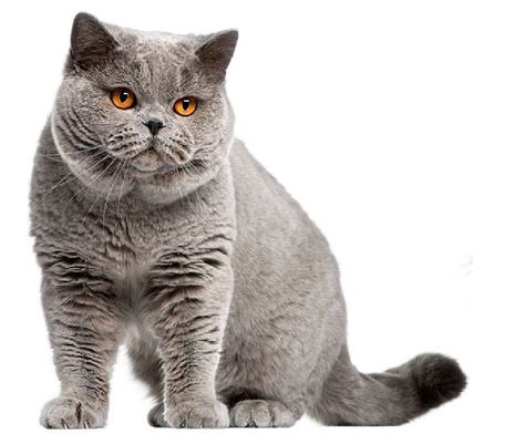 British Shorthair Cat Background Wallpapers 19187 Baltana