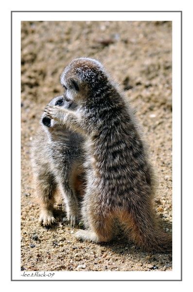 Kissing Meerkats By Photoflacky Ephotozine