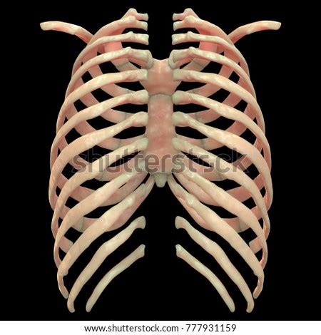 Each rib forms two joints: Human Skeleton System Rib Cage Anatomy Stock Illustration 777931159 - Shutterstock
