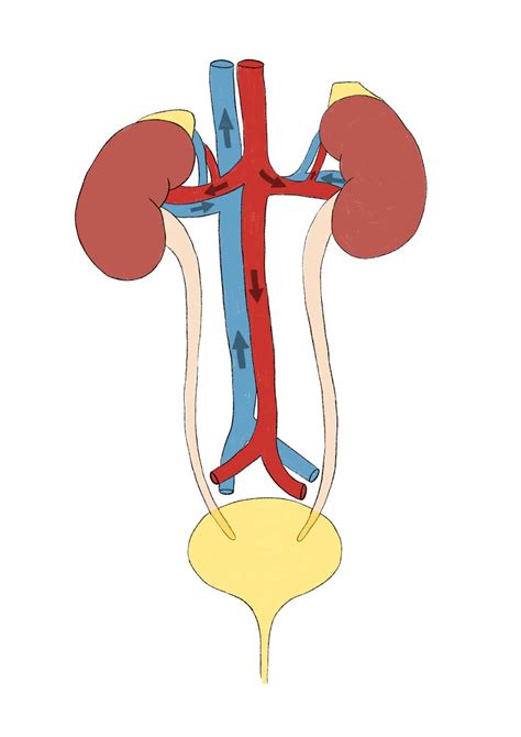 Just A Blog Urinary System Diagrams