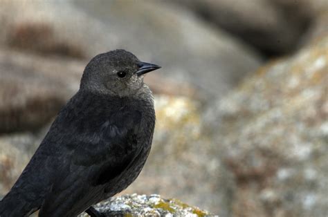 Černý Pták Se šedou Hlavou Stock Fotka Zdarma Public Domain Pictures