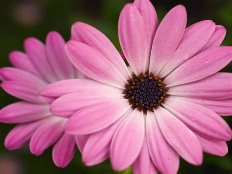 Pink flowers gallery 2 pink flowers names and pictures. HD Wallpapers: Pink Daisy Flowers Pictures