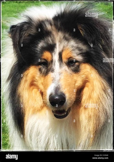 Blue Merle Rough Collie Hi Res Stock Photography And Images Alamy