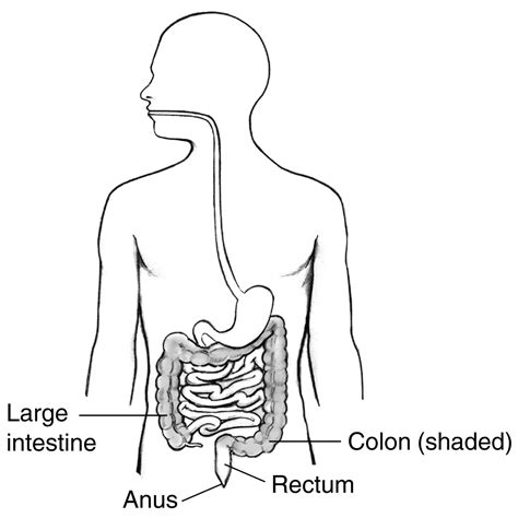 Digestive Tract With Labels Pointing To The Large Intestine Colon