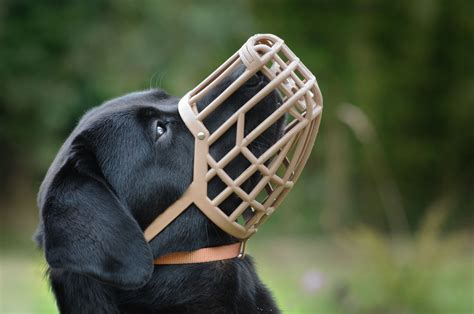 Everything You Should Know About Dog Muzzles