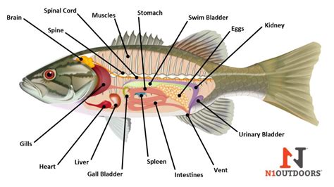 Get A Diagram Of The Anatomy Of A Catfish Is Provided 