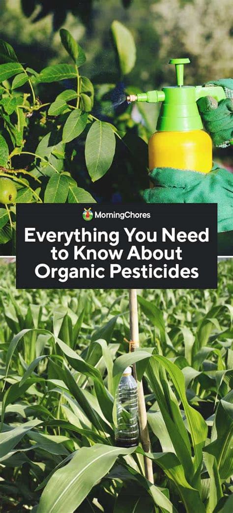 Everything You Need To Know About Organic Pesticides