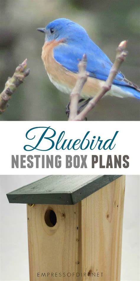 How To Build A Nesting Box For Bluebirds Empress Of Dirt