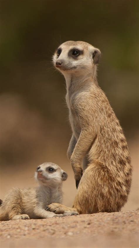Meerkat Mother With Pup Hd Iphone Wallpapers Animals Wild Meerkat
