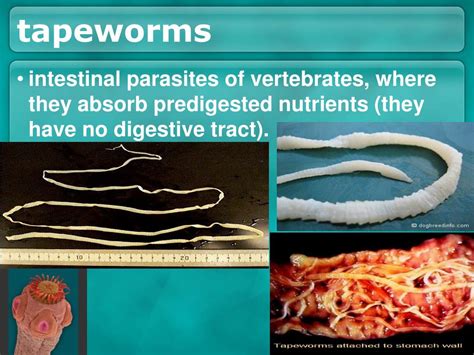 Ppt Worms And Mollusks Powerpoint Presentation Free Download Id1741973