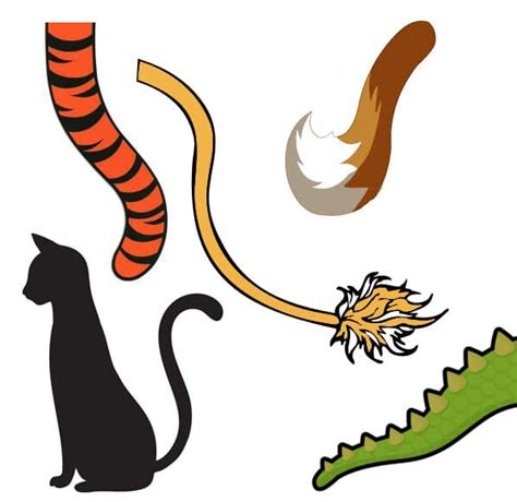 Tail Types The Tail Company