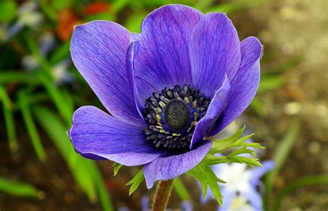Most Beautiful Blue Flowers In The World Gardening Sun
