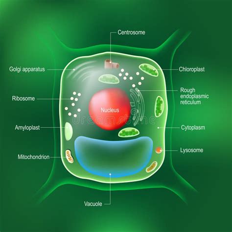 Anatomía Del Diagrama De Biología De Células Vegetales Ilustración Del