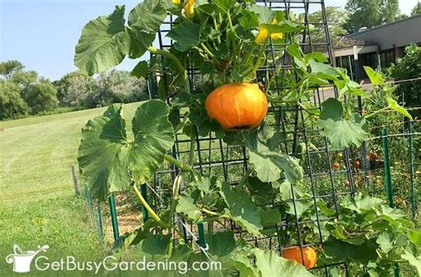 How To Grow Squash Vertically Ultimate Squash Trellising Guide Grow