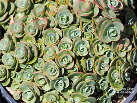 Synonyms aloe barbadensis aloe perfoliata. Thirty Cold-Hardy Succulents for Northern Climates ...