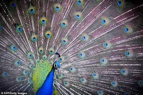 Are Peacocks Colorful Tails Actually Camouflage