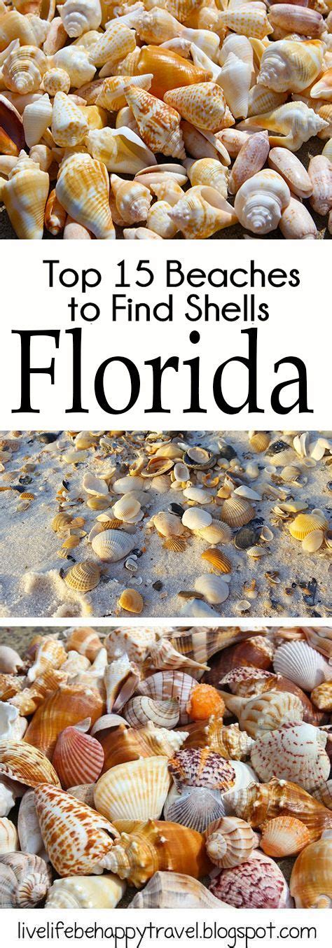 Sea Shells Can Be Found On A Lot Of Florida Beaches These
