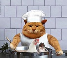Cat Cook GIFs - Get the best GIF on GIPHY
