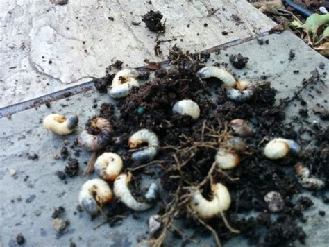 Short White Worms In Container Soil