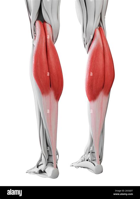 Gastrocnemius Muscle Illustration Stock Photo Alamy
