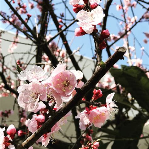 Free Photo Pretty Sakura Blooming Hippopx
