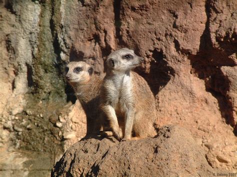 2007 Houston Zoo Meerkats By Bphaines On Deviantart