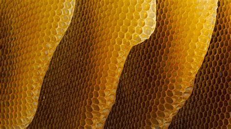 Honeycomb Bing Wallpaper Download