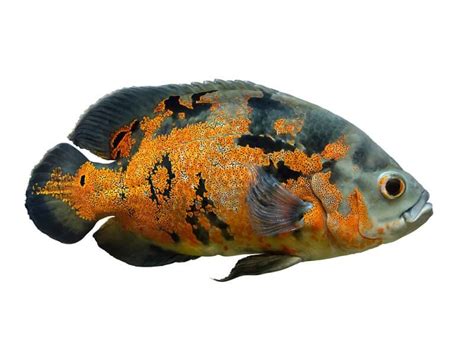Oscar Fish Facts And Beyond Biology Dictionary