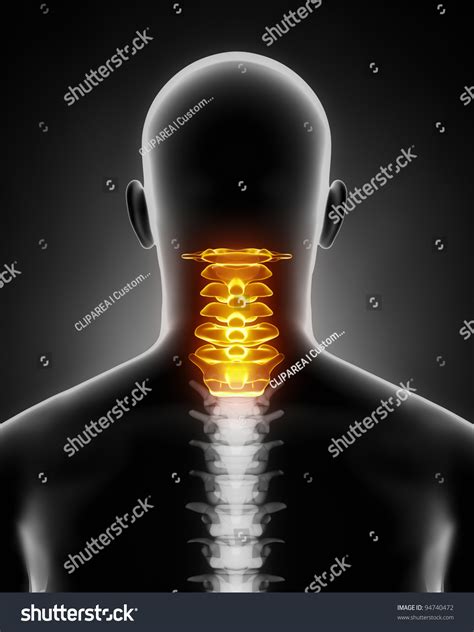 Ilustrasi Stok Cervical Spine Anatomy Posterior View The Best Porn Website
