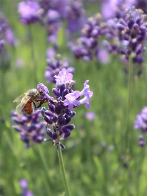 17 Amazing Lavender Farms In Michigan You Must Visit This Summer