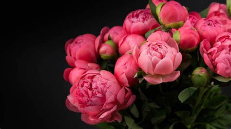 A collection of the top 66 pastel flower wallpapers and backgrounds available for download for free. Flower Plants Peonies Red Bud Closed Flowers Black ...
