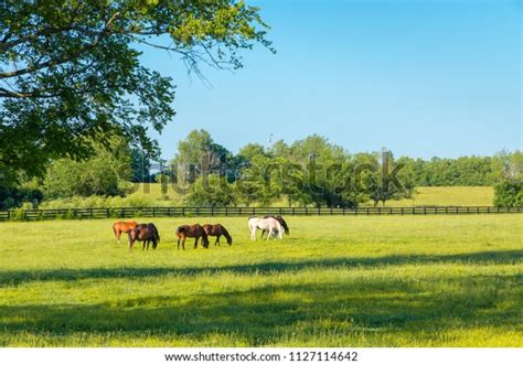 Horses Green Pastures Horse Farms Country Stock Photo 1127114642
