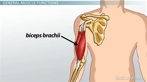 Biceps Brachii Origin Insertion And Function Video And Lesson Transcript