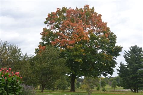 Green Mountain Sugar Maple Trees Have Orange Red Fall Leaf