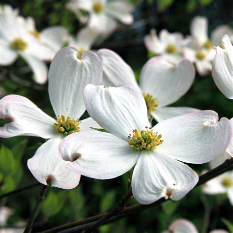 White Dogwood Trees For Sale