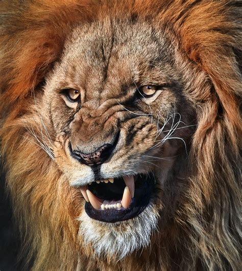 Still Angry Lion Pictures Lion Photography Lion Images