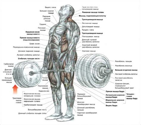 Как часто НУЖНО доводить мышцы до ОТКАЗА И нужно ли