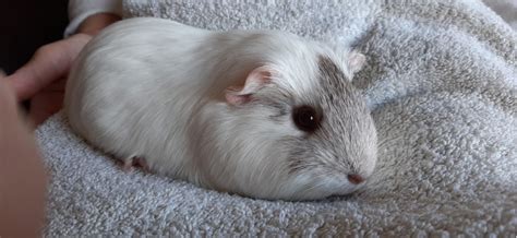 2 Female Guinea Pigs For Rehoming Ukpets