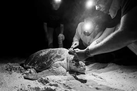 The World On Their Backs Loggerhead Sea Turtles Host Diverse Community