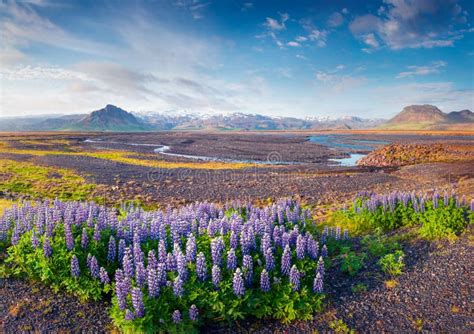 Typical Icelandic Landscape With Field Of Blooming Lupine Flower Stock