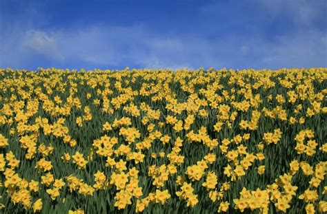 Daffodils And Sky Stock Image Image Of Horizontal Field 4002305