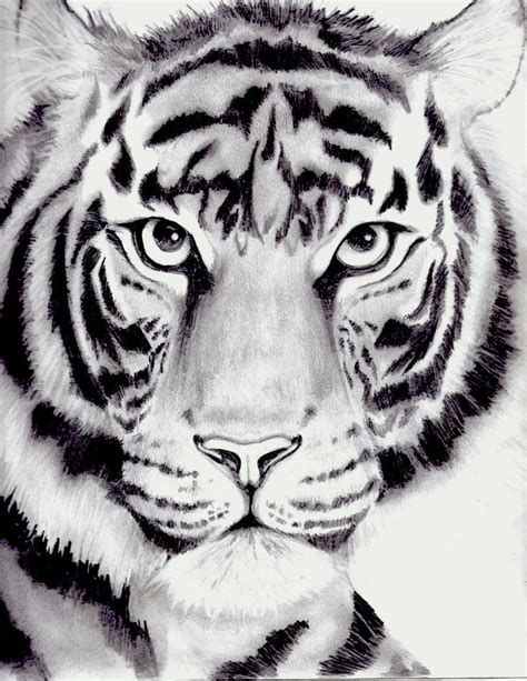 Tiger Drawing By Kittycat727 On Deviantart Tiger Drawing Cat Face