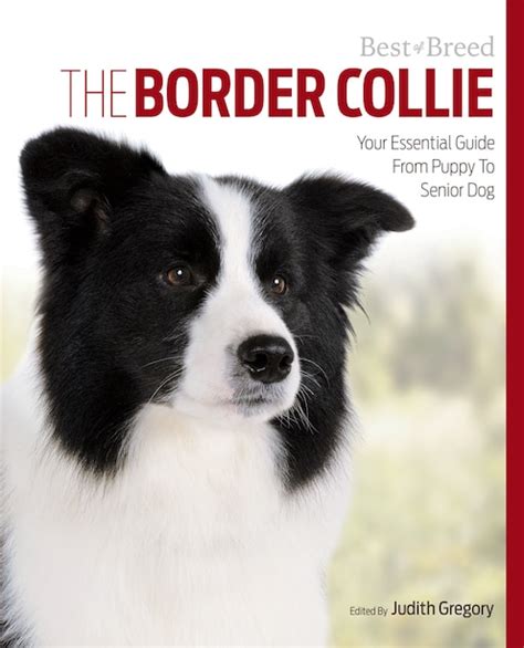 The Border Collie Your Essential Guide From Puppy To Senior Dog Book